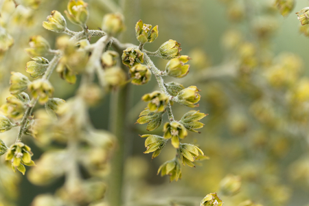 Flowers of a false helleborine, Veratrum album.の写真素材