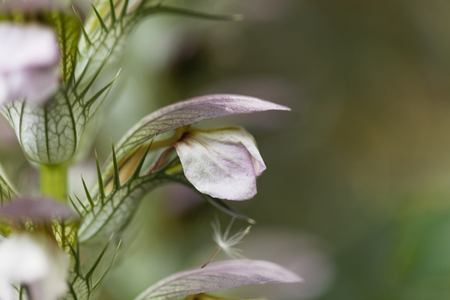Flower of a bear breeches, Acanthus mollis.の写真素材