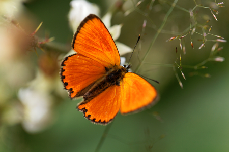A scarce copper butterfly, Lycaena virgaureae, on a flower.の写真素材