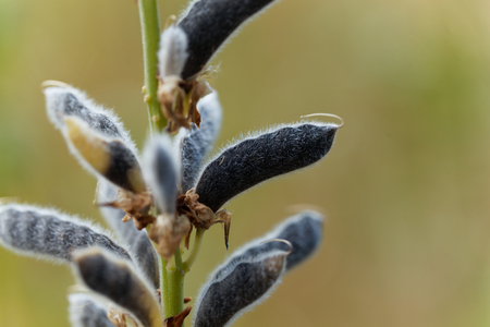 Seeds of a narrow leaved lupin, Lupinus angustifolius.の写真素材