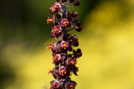 Flower of a black false hellebore, Veratrum nigrum.の写真素材