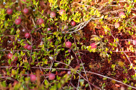 Berries of a Bog cranberry, Vaccinium oxycoccos, a small wild cranberry from Europe and Asia.の写真素材