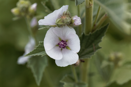 Flower of a Common marsh mallow, Althaea officinalis.の写真素材