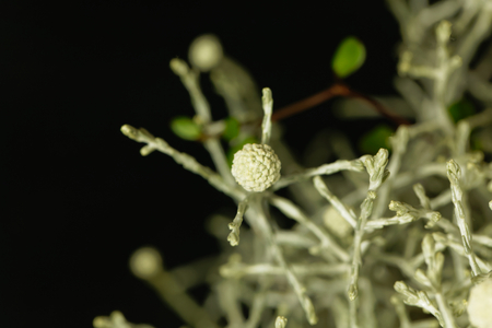 Macro photo of a Calocephalus brownii plant.の写真素材