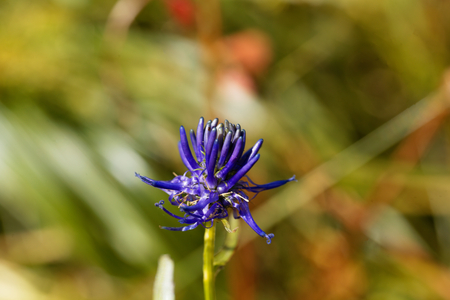 Flower of the black rampion (Phyteuma nigrum), a plant in the Alps in Europe.の写真素材
