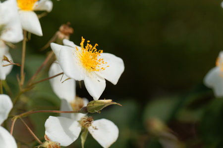 Flower of a musk rose (Rosa moschata)の写真素材