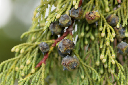 Cones and foliage of a Nootka cypress (Cupressus nootkatensis)の写真素材