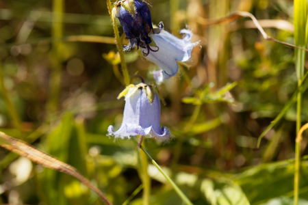 Flower of a Bearded Bellflower (Campanula barbata)の写真素材