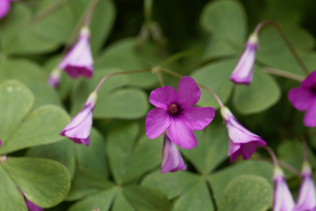 Flowers of a pink sorrel (Oxalis articulata)の写真素材