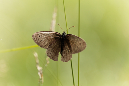 A ringlet butterfly (Aphantopus hyperantus) in a meadow.