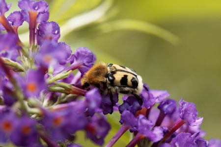 A bee beetle (Trichius fasciatus) on flowers of a butterfly bush.の写真素材