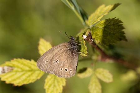 A ringlet butterfly (Aphantopus hyperantus) on a brunch.の写真素材