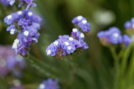 Flowers of a sea lavender (Limonium sinuatum)