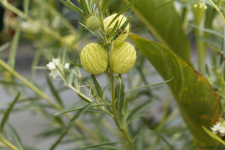Fruits of the milkweed Gomphocarpus fruticosusの写真素材