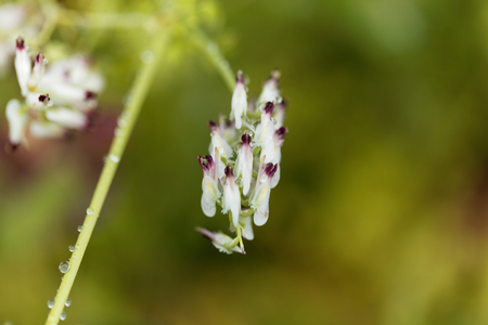 Flowers of white ramping fumitory (Fumaria capreolata)の写真素材