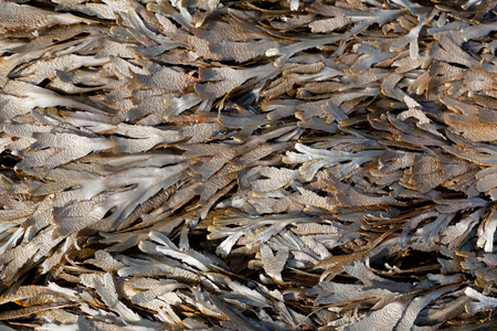 The brown algae toothed wrack (Fucus serratus) from the Atlantic Ocean.の写真素材