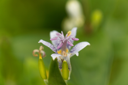 Macro photo of a toad lily flower (Tricyrtis hirta)の写真素材