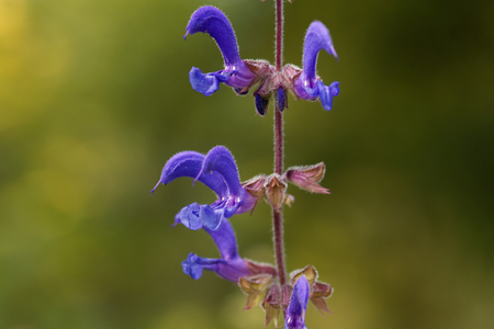 Flowers of Salvia transsylvanica, a wild salvia species from eastern Europe.の写真素材