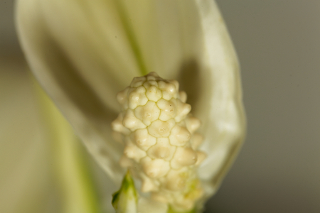Macro photo of peace lily flower (Spathiphyllum floribundum)の写真素材