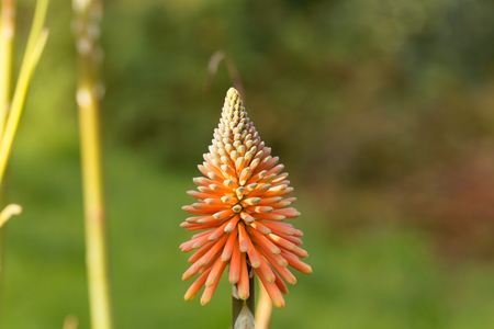 Flower of a torch lily (Kniphofia uvaria)の写真素材