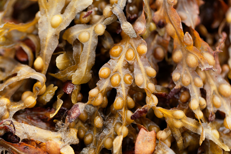 Bladder wrack (Fucus vesiculosus), a brown algae from the Atlantic Ocean.の写真素材