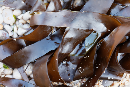 Macro photo of Oarweed (Laminaria digitata), a brown algae from the North Atlantic.