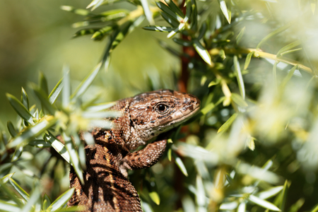 Common lizard (Zootoca vivipara) in a bush.の写真素材
