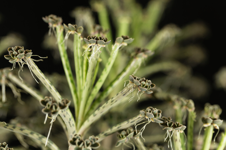Small plantlets on the fringes of leaves of a mother of millions (Kalanchoe delagoensis) plant.の写真素材
