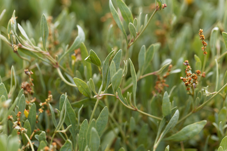 Plants of sea purslane (Halimione portulacoides) on a coastal marsh.の写真素材