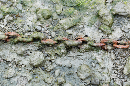 Rusty chain in mud on a beach.