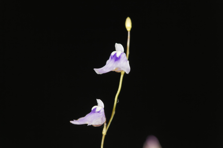 Flower of the carnivorous plant Utricularia minutissima.の写真素材