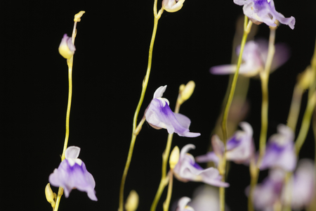 Flower of the carnivorous plant Utricularia minutissima.の写真素材