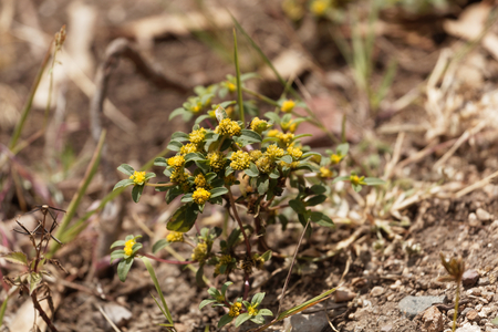 Flowers of the coastal plain Flaveria bidentis, in East Africa.の写真素材