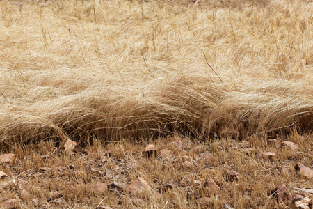 Detail of a teff field during harvest in Ethiopia. Teff (Eragrostis tef) is a sorghum.の写真素材
