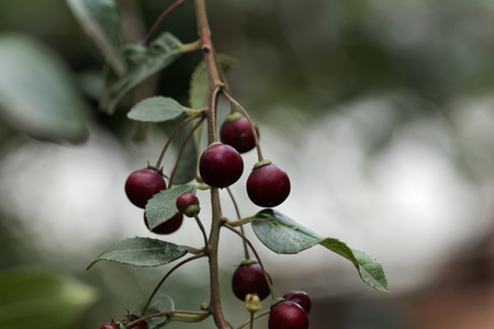 Fruits of a shiny leaf buckthorn (Rhamnus prinioides), a medical plant in Africa and also used for...