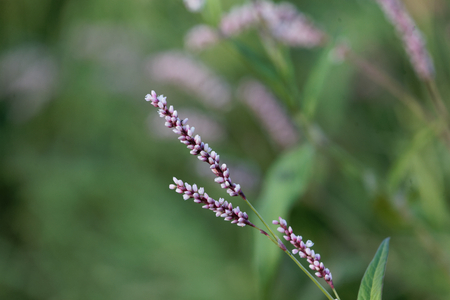 Flower head of Persicaria setosula, an African plant.の写真素材