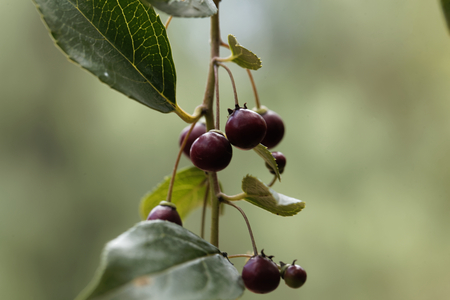 Fruits of a shiny leaf buckthorn (Rhamnus prinioides), a medical plant in Africa and also used for beer brewing in Ethiopia.の写真素材