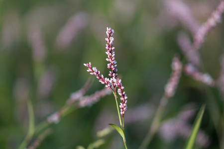 Flower head of Persicaria setosula, an African plant.の写真素材