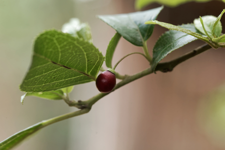 Fruits of a shiny leaf buckthorn (Rhamnus prinioides), a medical plant in Africa and also used for...