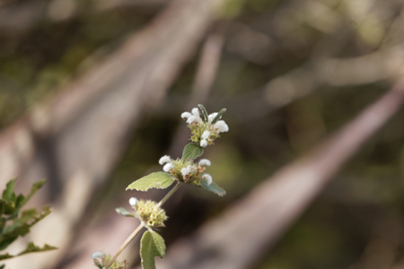 Flowers of Leucas songeana, a wild plant in East Africa.の写真素材
