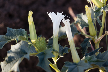 Flower of a Jimsonweed bush (Datura stramonium)の写真素材