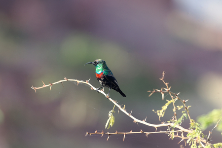 A Shining Sunbird (Cinnyris habessinicus) on a branch in East Africa.の写真素材
