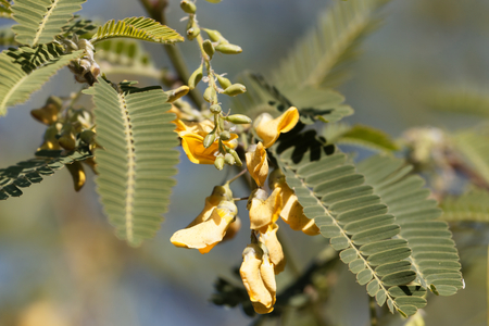 Flowers of an Egyptian riverhemp (Sesbania sesban).の写真素材