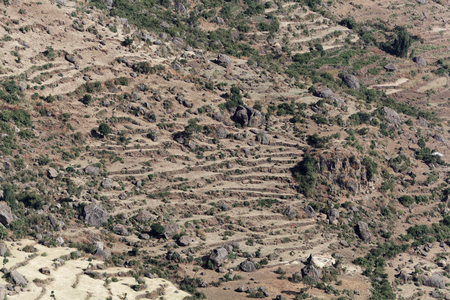 Field terraces in the Ethiopian mountains with Sorghum and Barley fields.