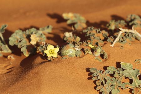 Colocynth plant (Citrullus colocynthis) in the Sahara desert on a sand dune, a wild melon used for...