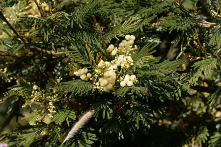 Flowers of a Flat-top Acacia (Acacia abyssinica)の写真素材