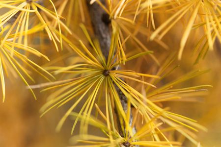 Yellow larch needles (Larix decidua) in the late autumn.の写真素材