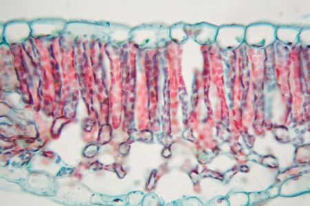 Cross section of a cotton leaf under the microscope.
