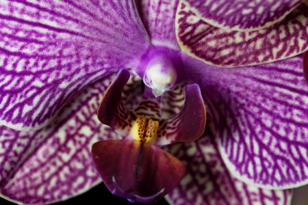 Flower of a purple and white colored phalaenopsis orchid, with a black background.の写真素材