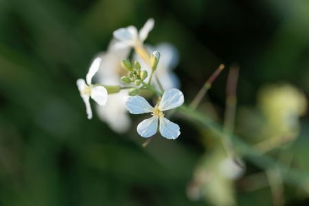Flower of an oilseed radish (Raphanus sativus var. oleiformis), a subspecies of radish used for oil production.の写真素材